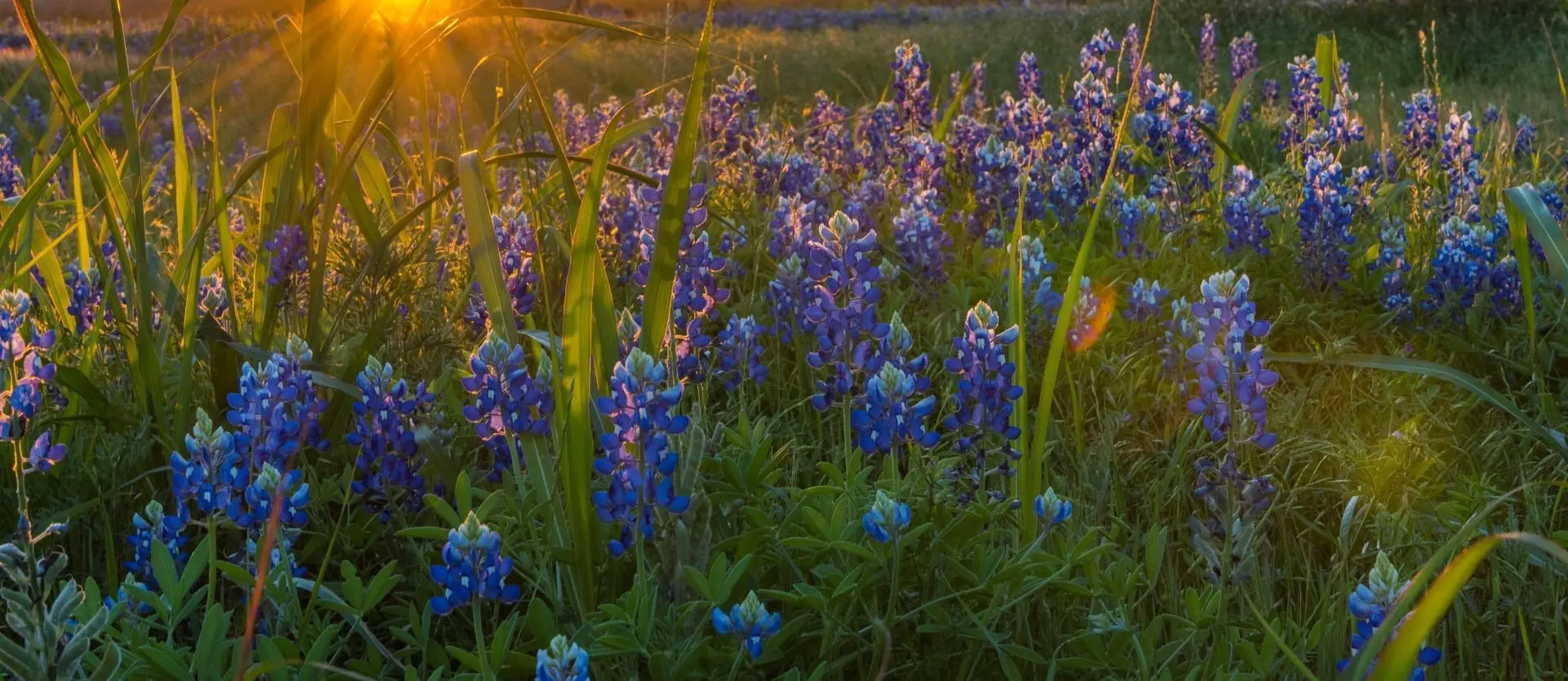 Bluebonnets